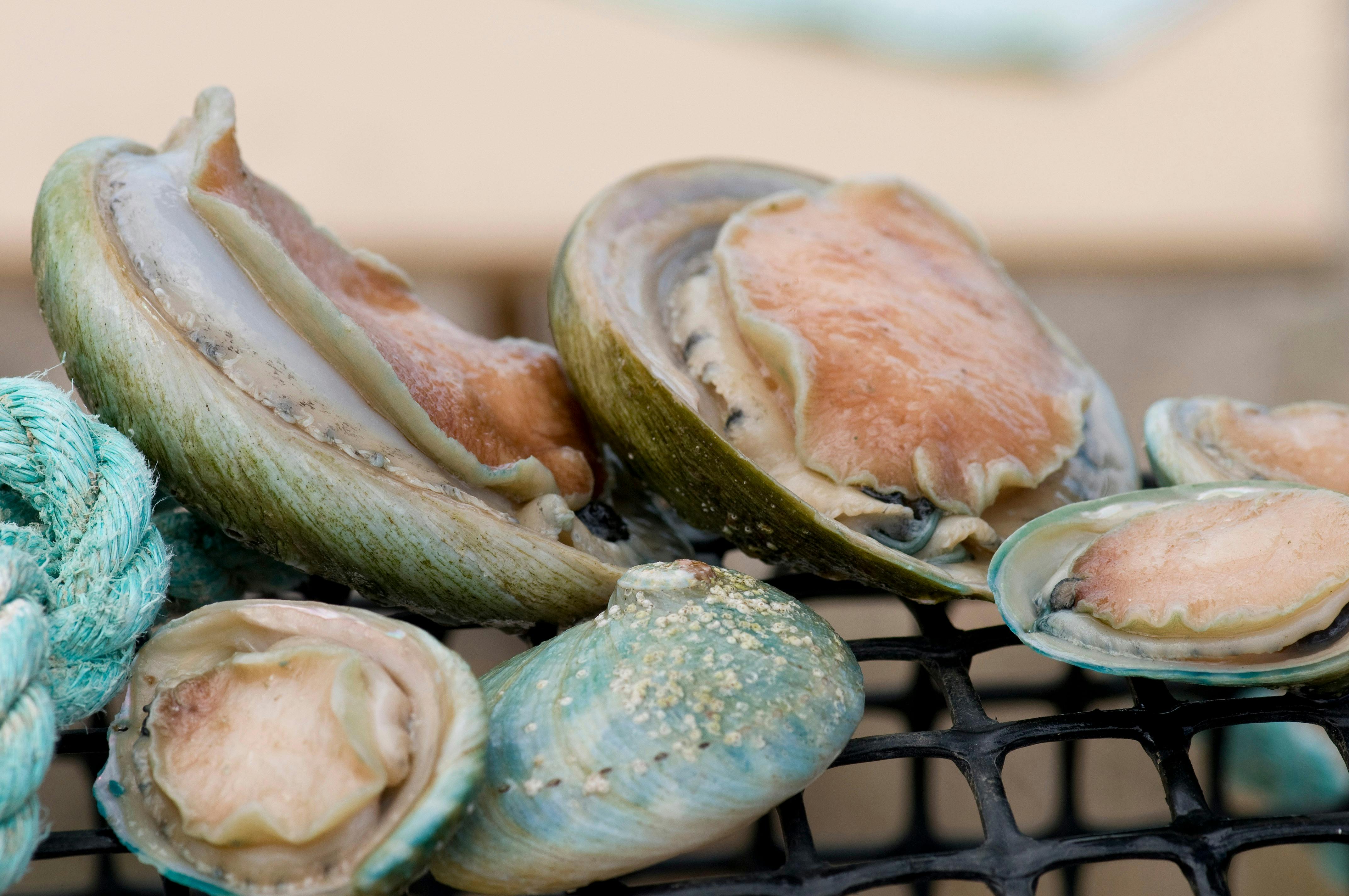 Greenlip Abalone & Abalini