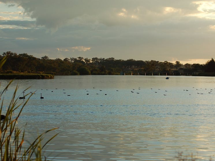 Group of Black Swans with Kayakers behind them on Lake Inverell