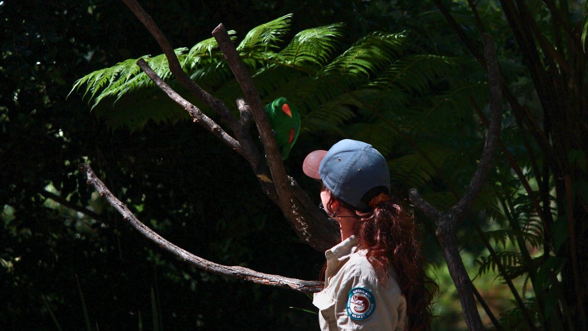 A Ranger doing a wildlife talk with an eclectus parrot.