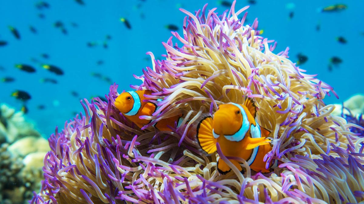 Anemone at Frankland Islands