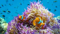 Anemone at Frankland Islands