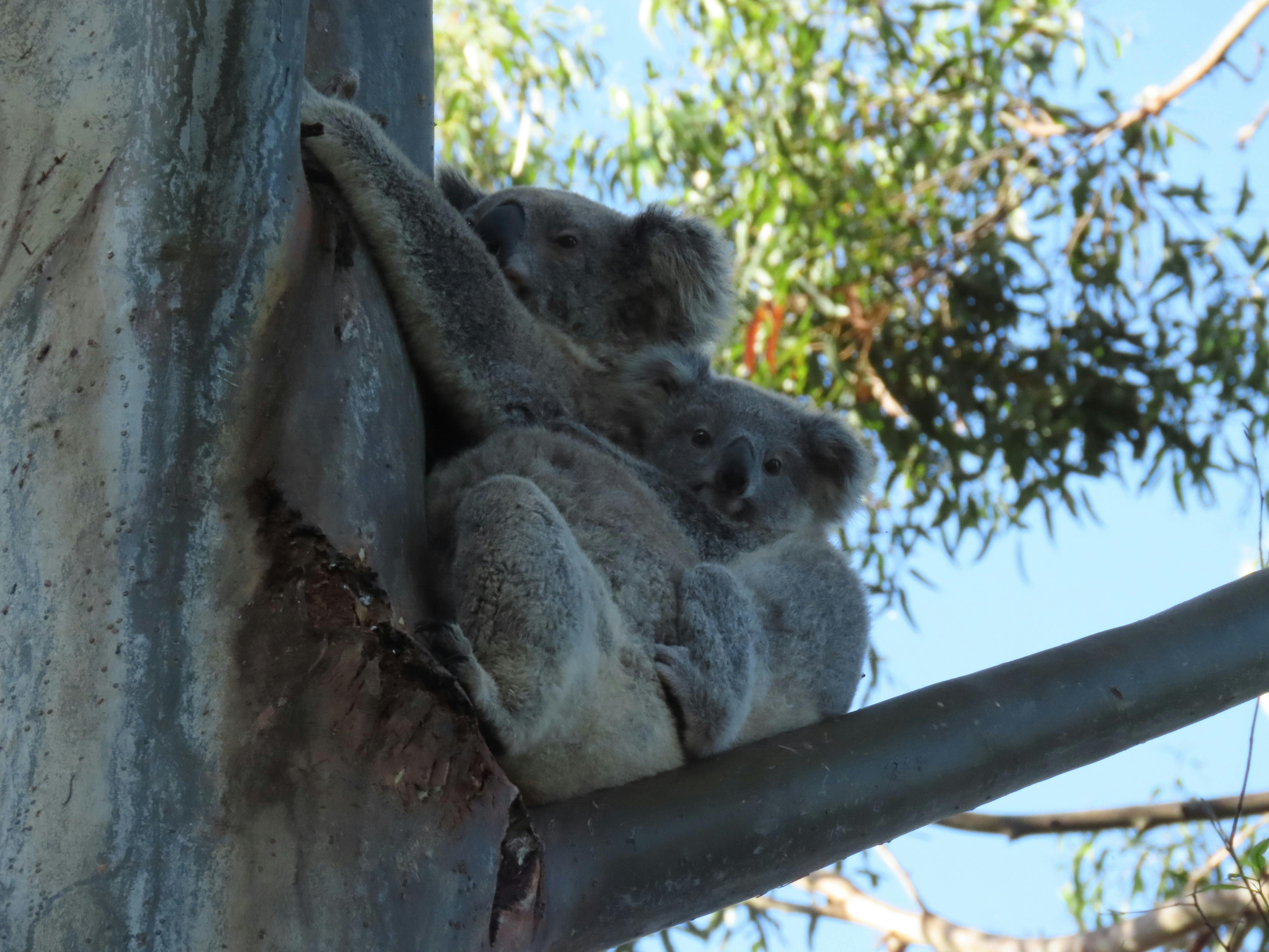 Take a walk on the wild side