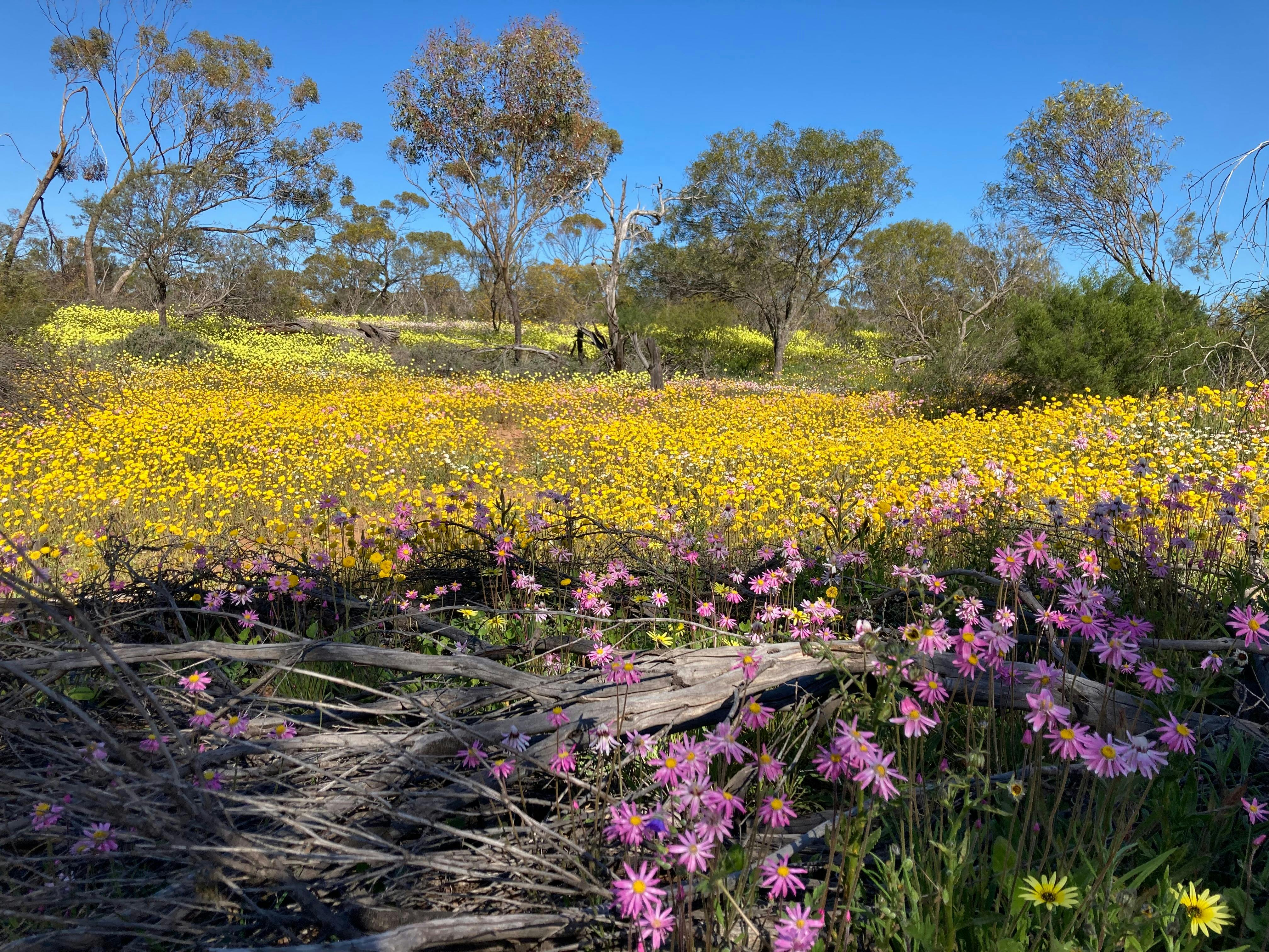 Carpets of Everlastings in Coalseam Conservation Park on a wildflower tour with New Leaf Connect