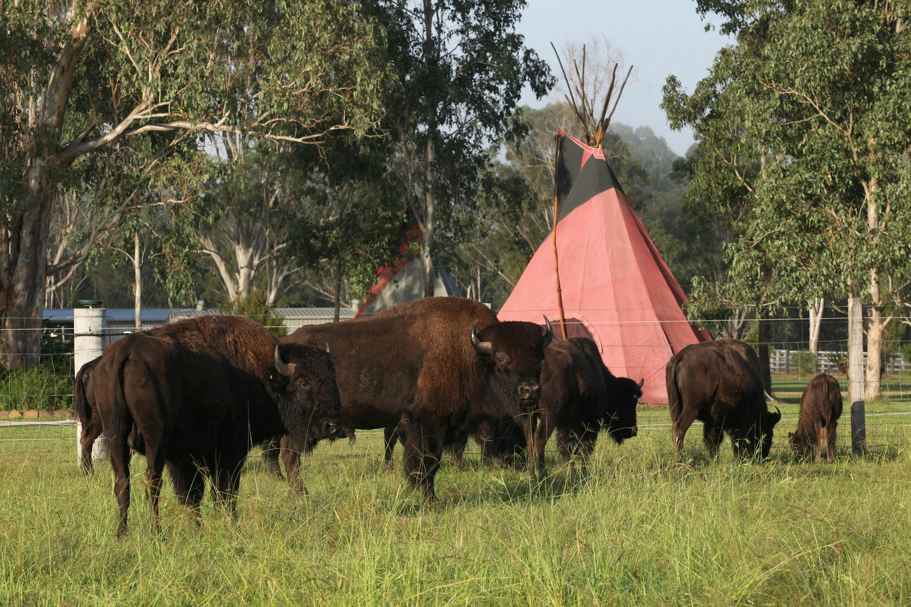 Bison Casino Nsw