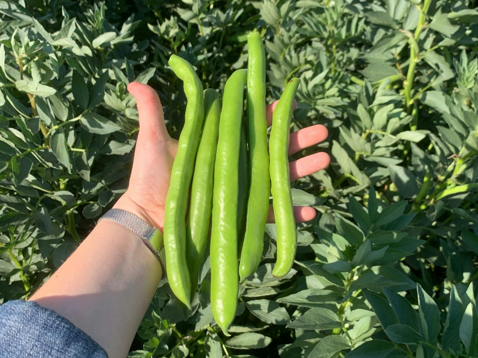 A hand holds five broad bean pods, we can see the broad bean plants growing beyond.
