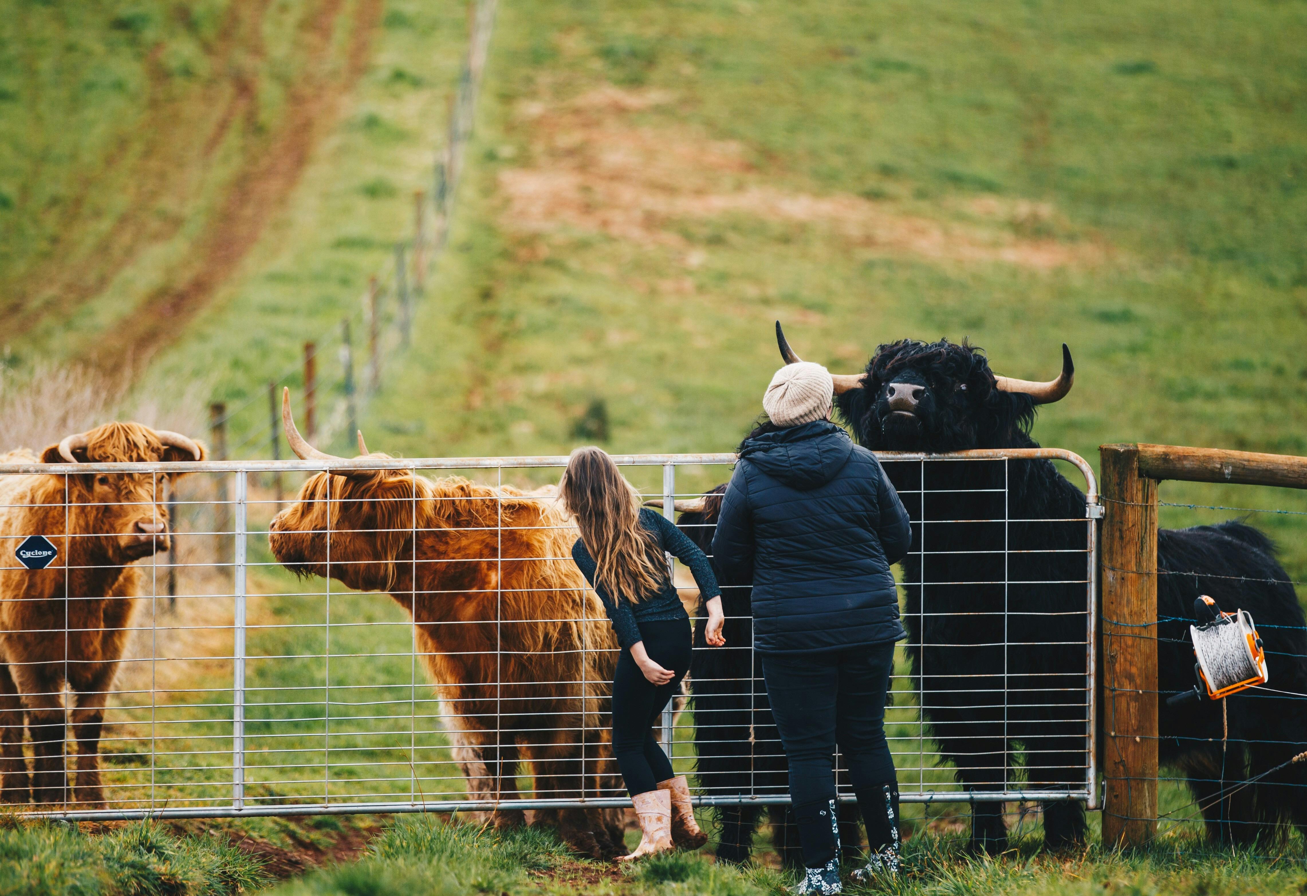 Highland Cow Feeding