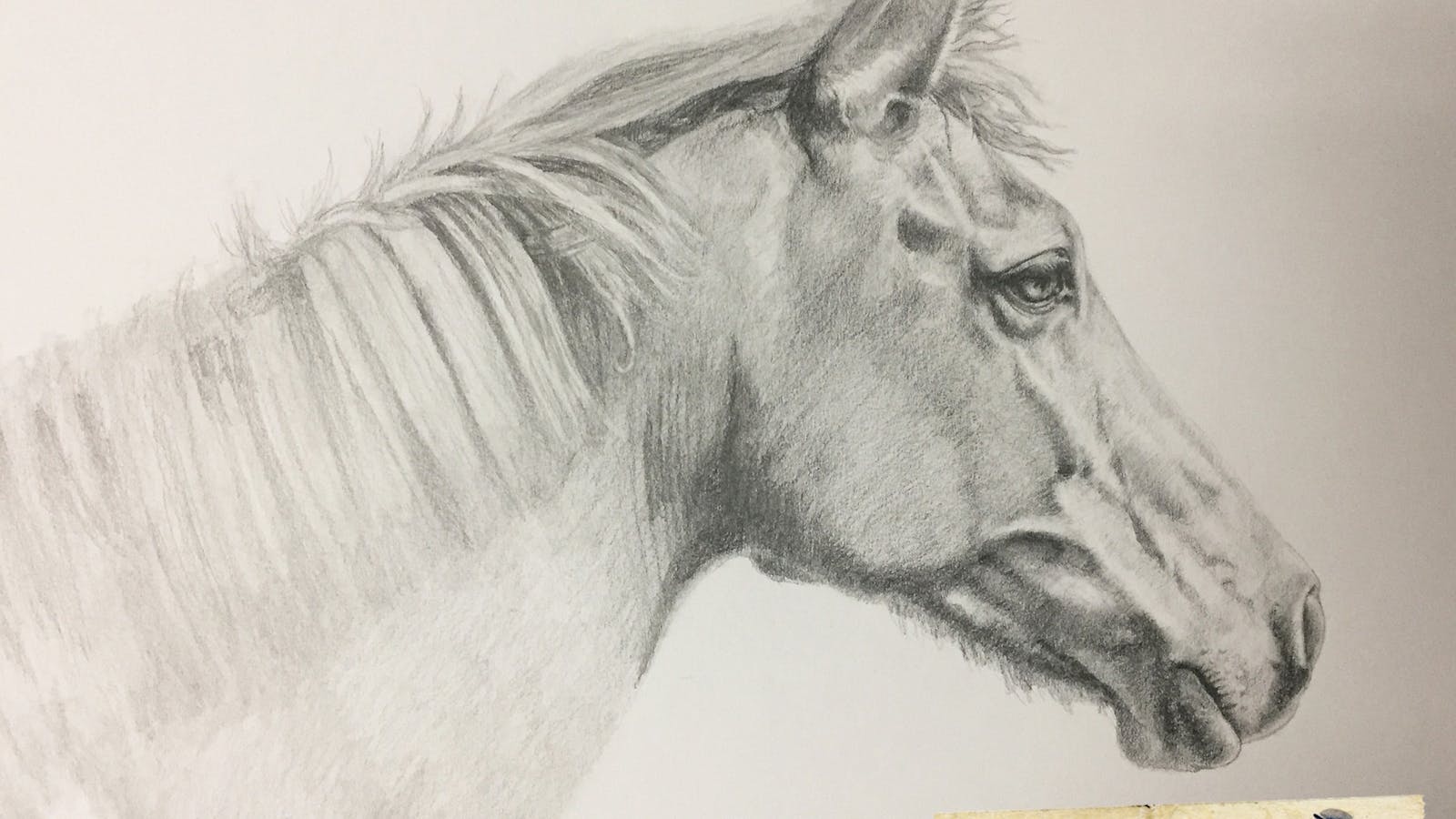 Horse - pencil rendering
