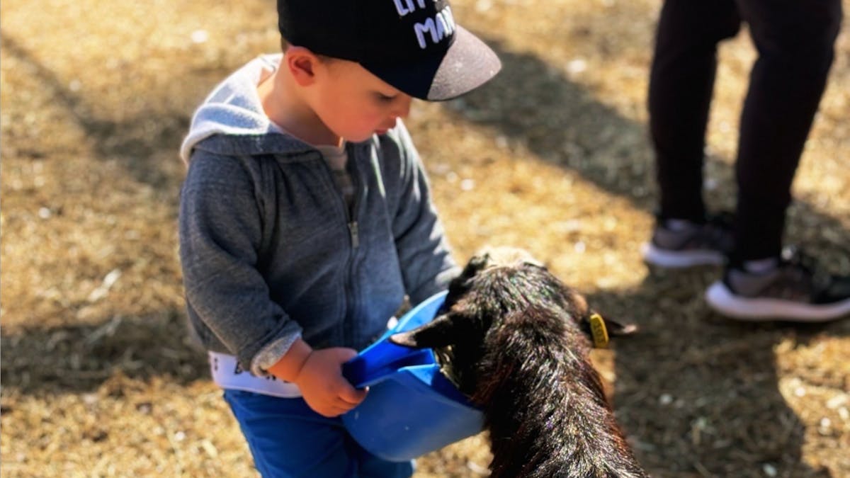 child feeding baby goat