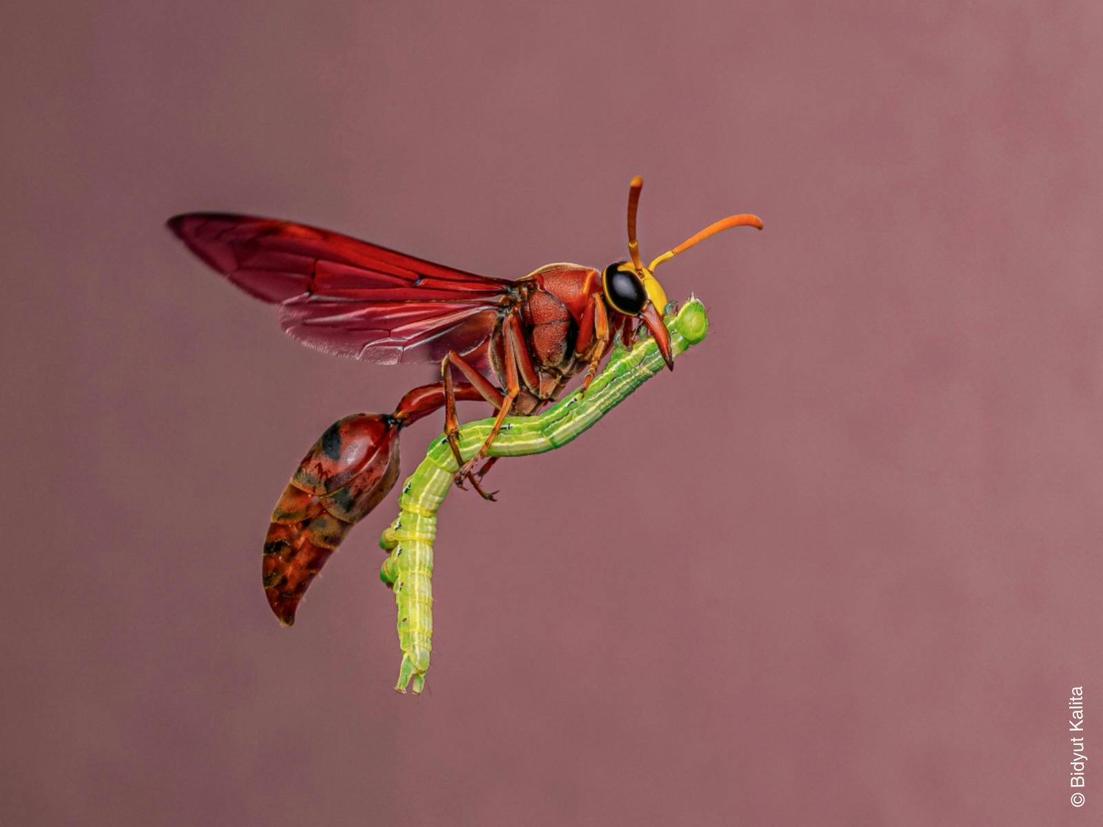A flying wasp carries a caterpillar using its legs and mandible