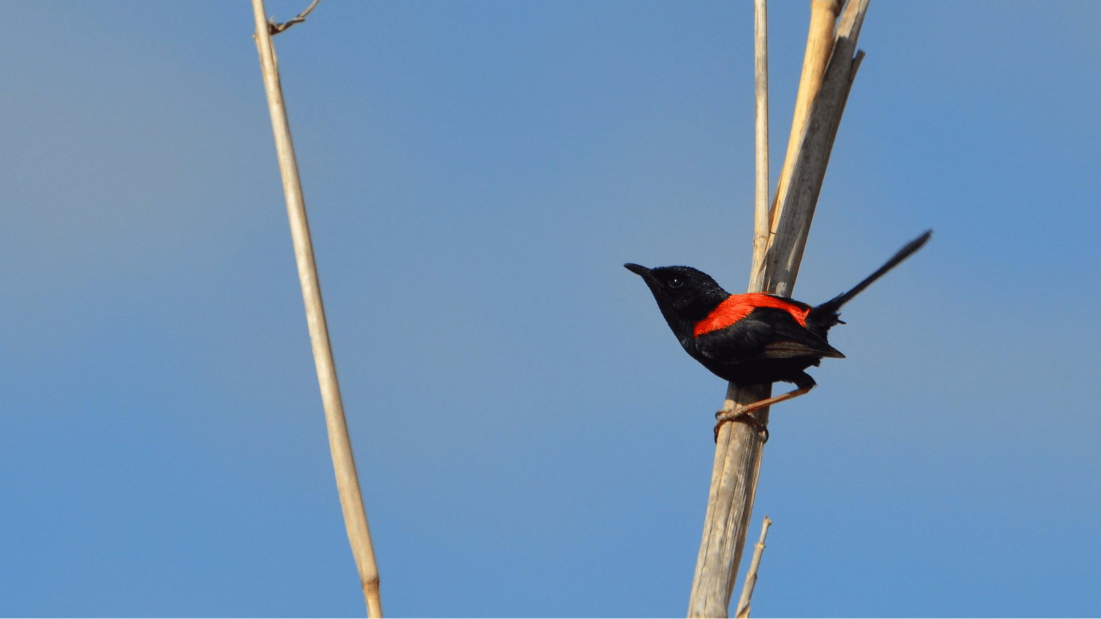 Red-backed Fairy-wren