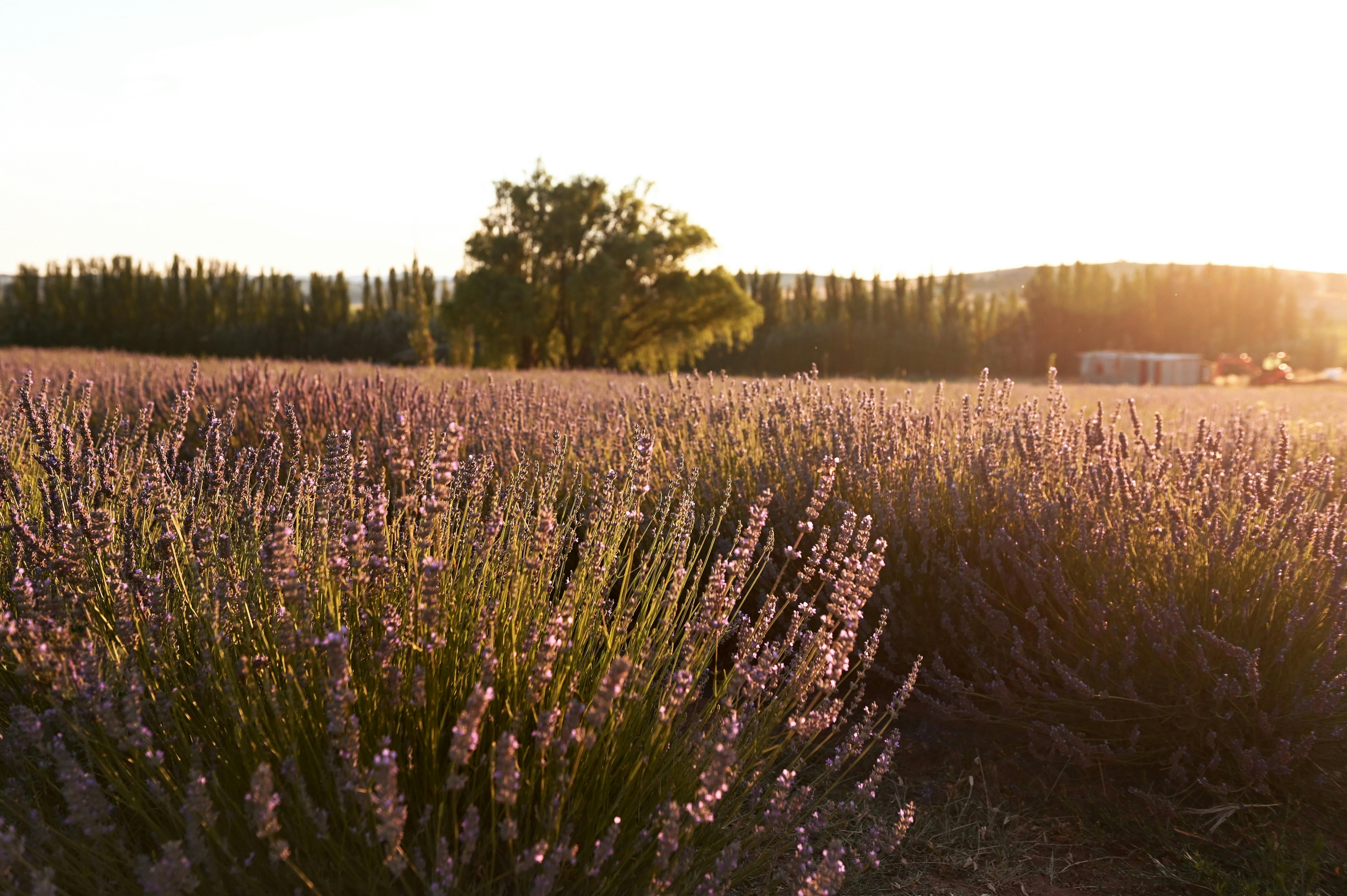 golden rays in the lavender fields