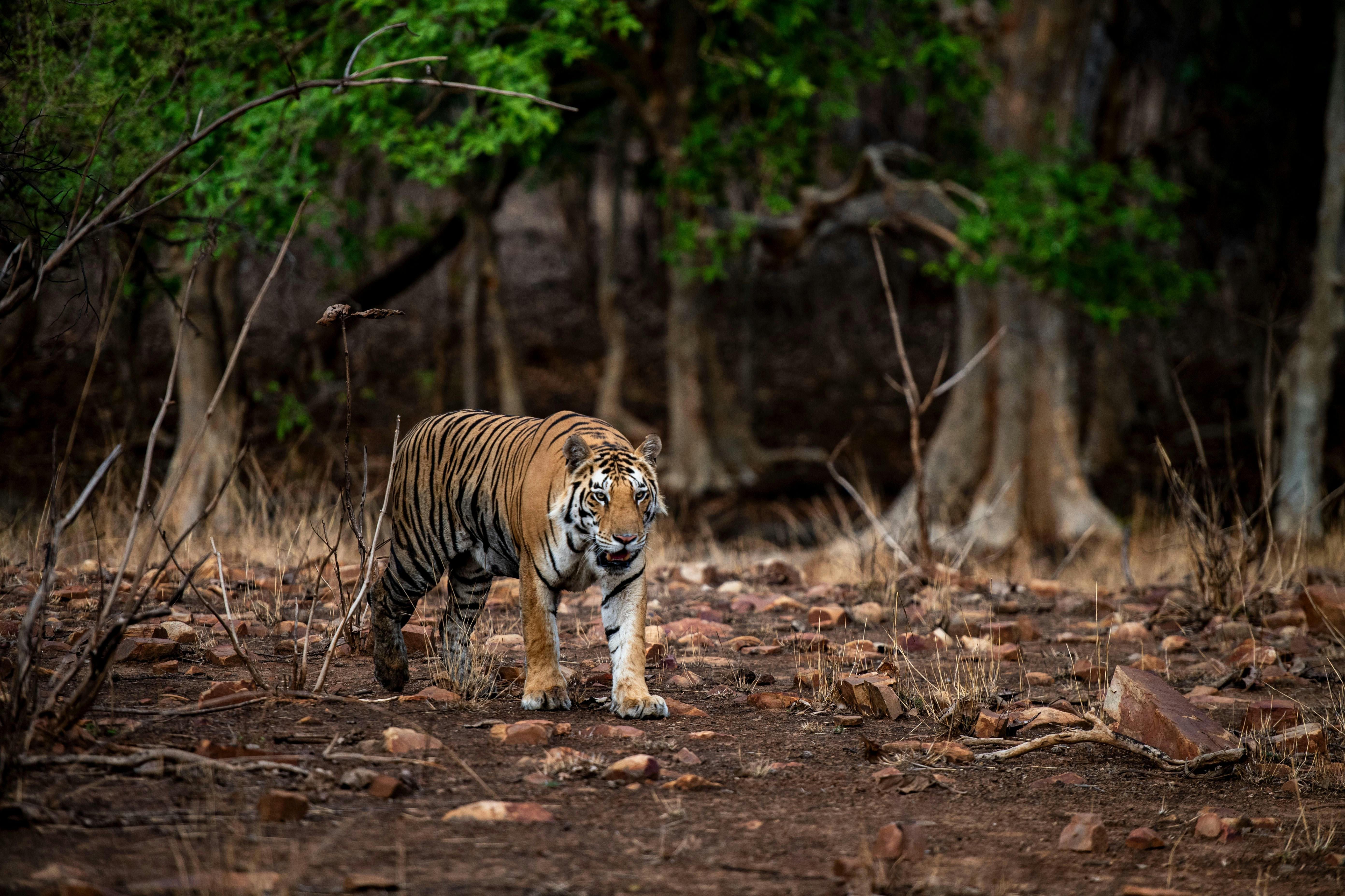 Royal Bengal Tiger walking through the forest during a wildlife safari in India.