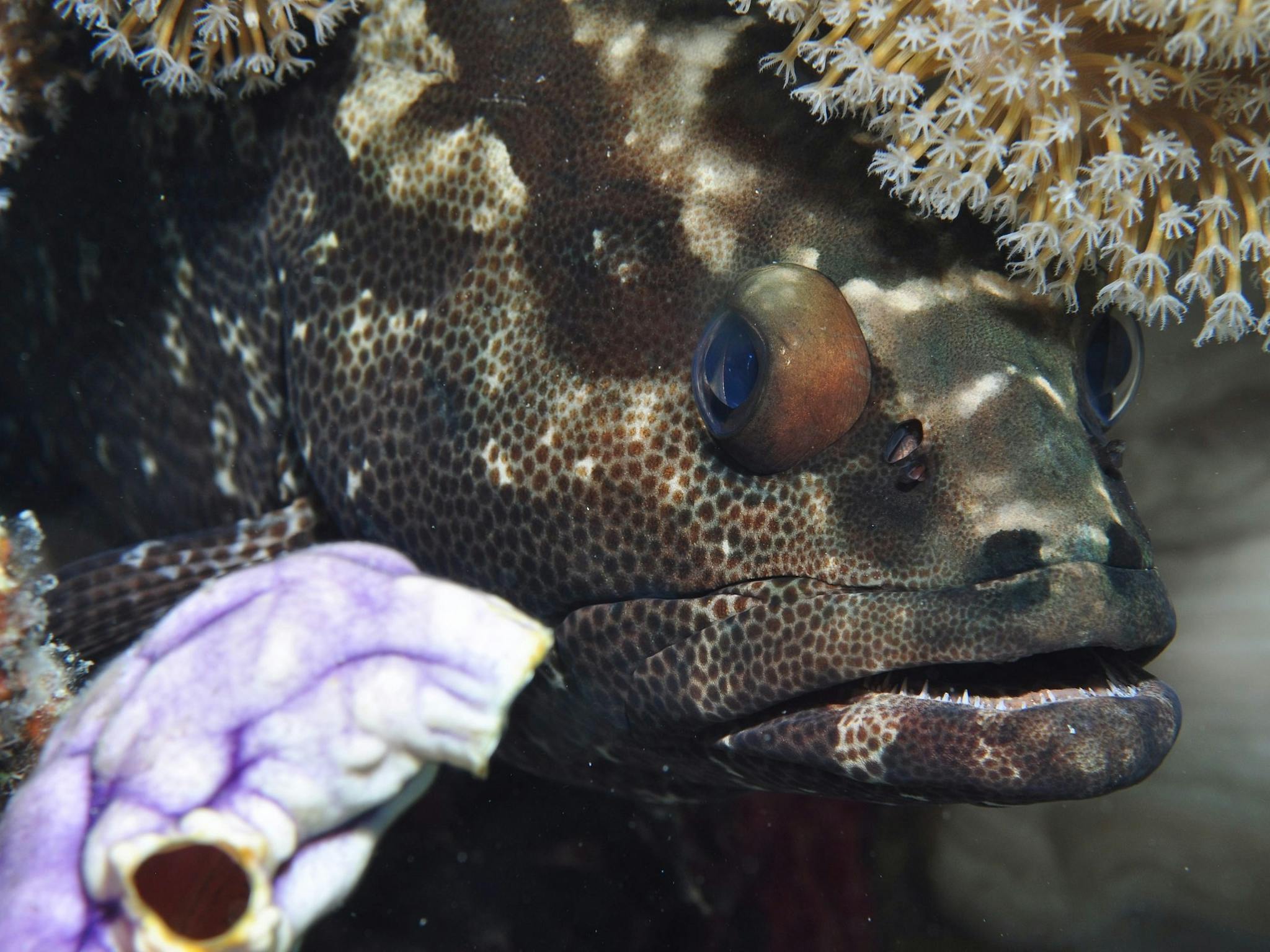 Bougainville Reef Dive Site