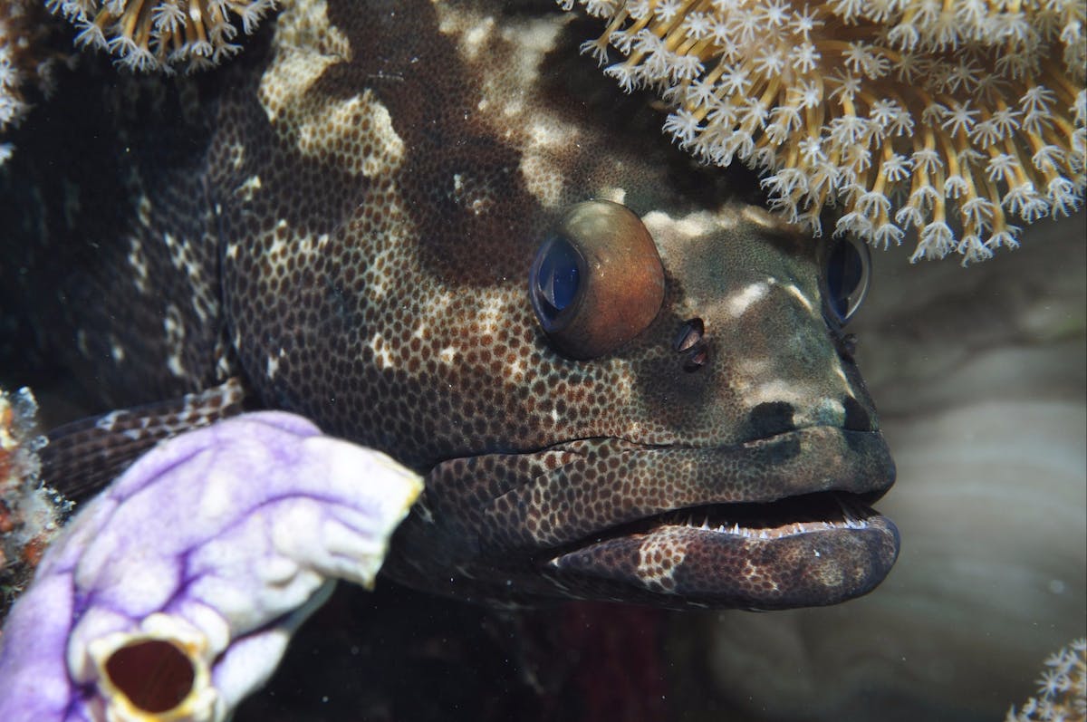 Bougainville Reef Dive Site