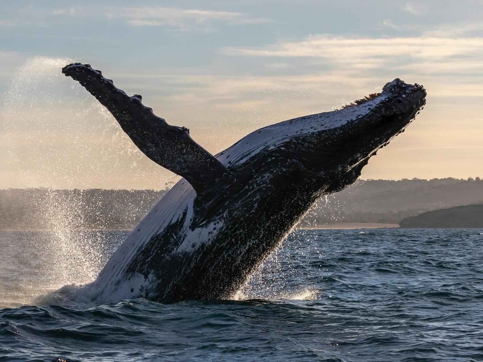 Sunset Whale Watch - Go Whale Watching Sydney