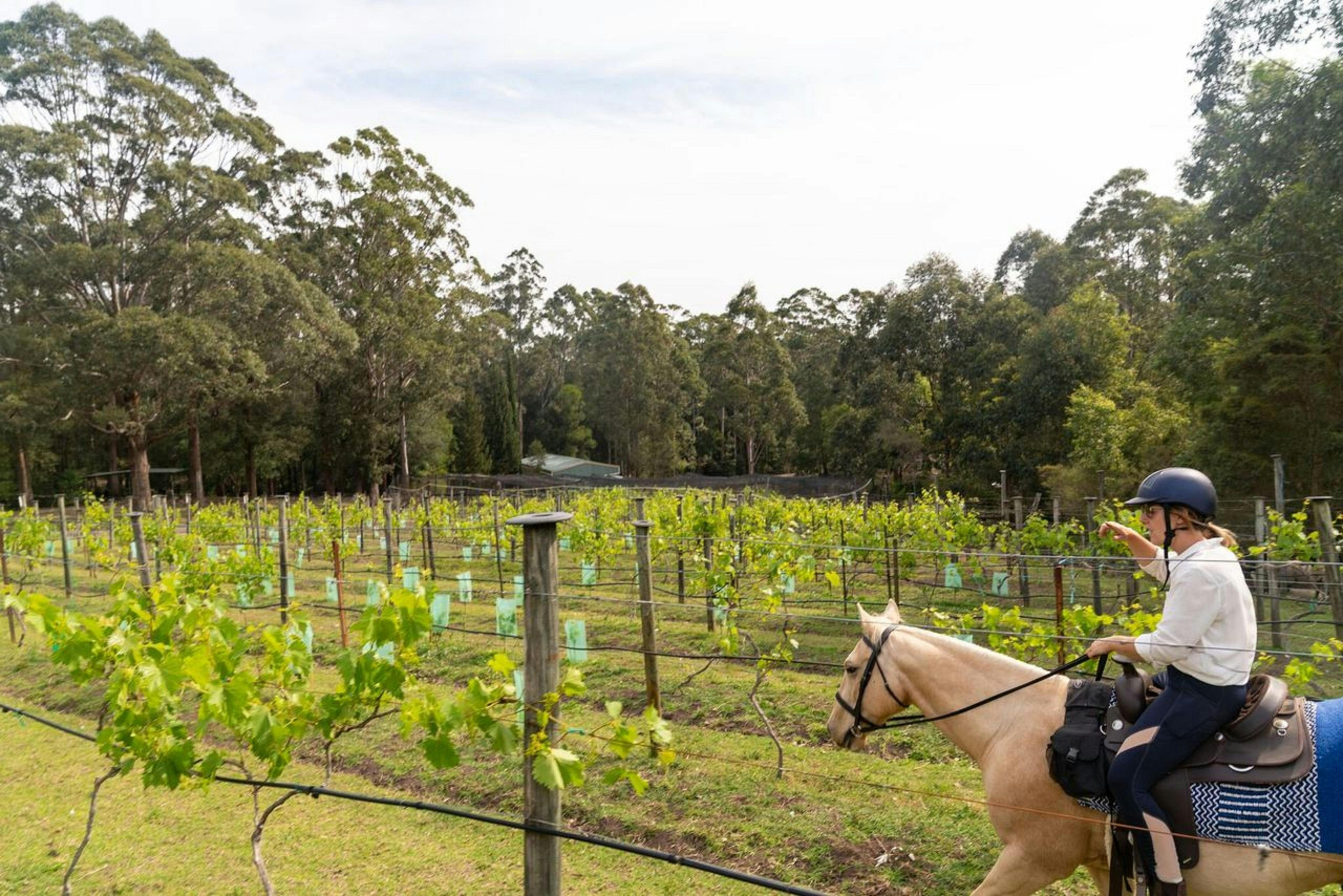 Lyrebird Ridge Organic Wines, horse riding in the vineyards, horses and wine, vineyard