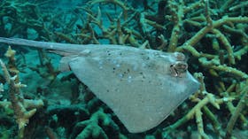 Fish Bowl Dive Site