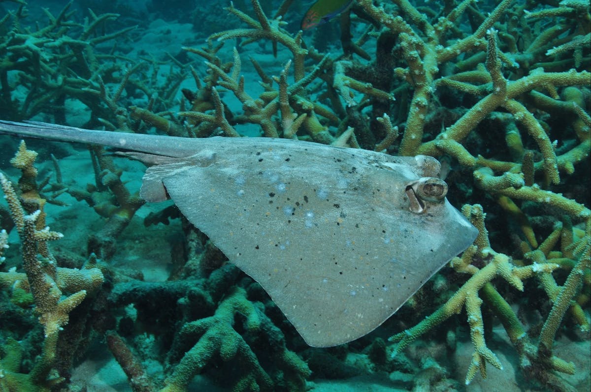 Fish Bowl Dive Site