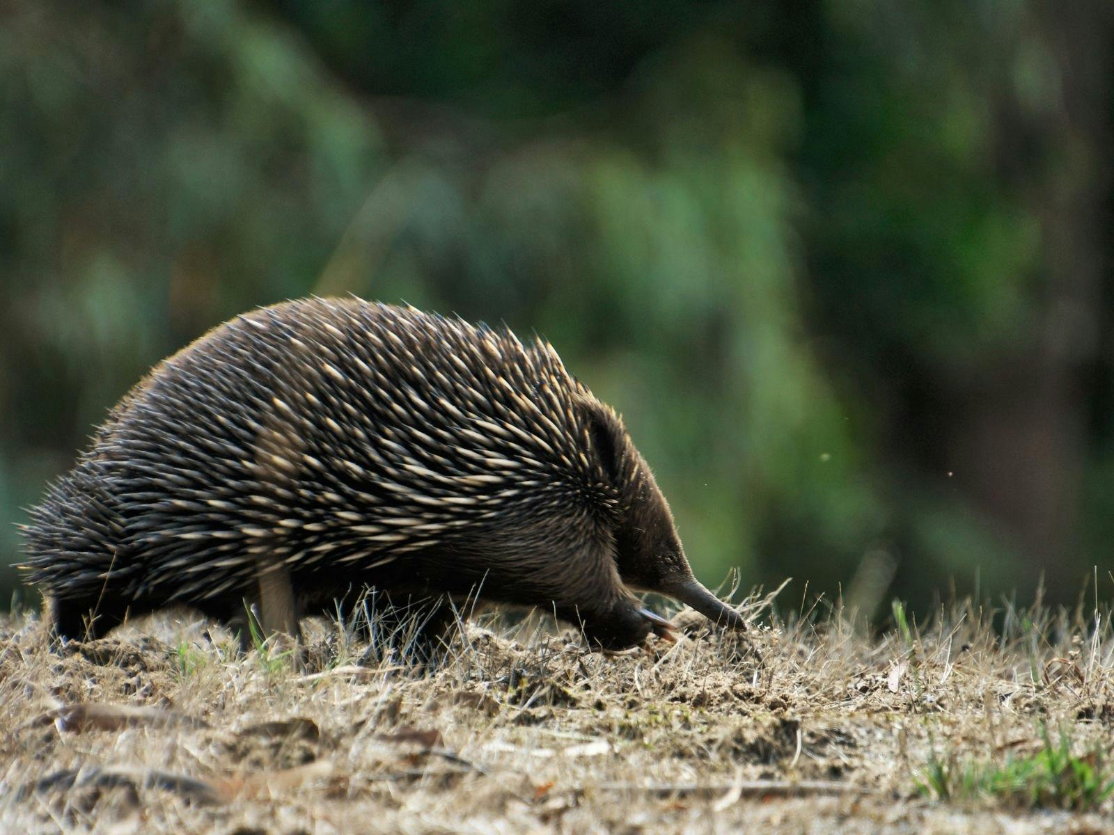 East Gippsland Birding and Wildlife Conservation Journey