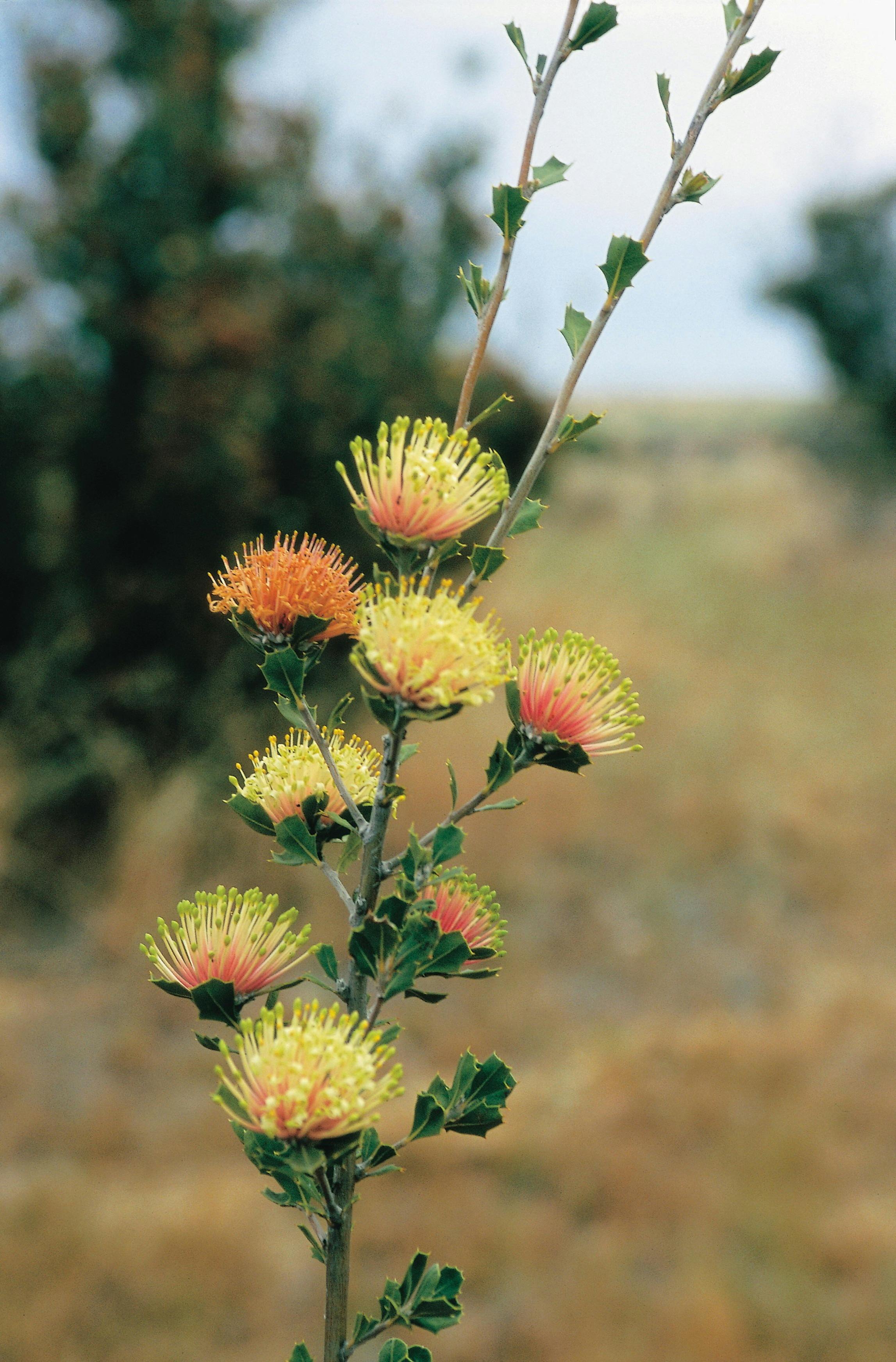 Wave Rock Wildflower Trail, Hyden, Western Australia