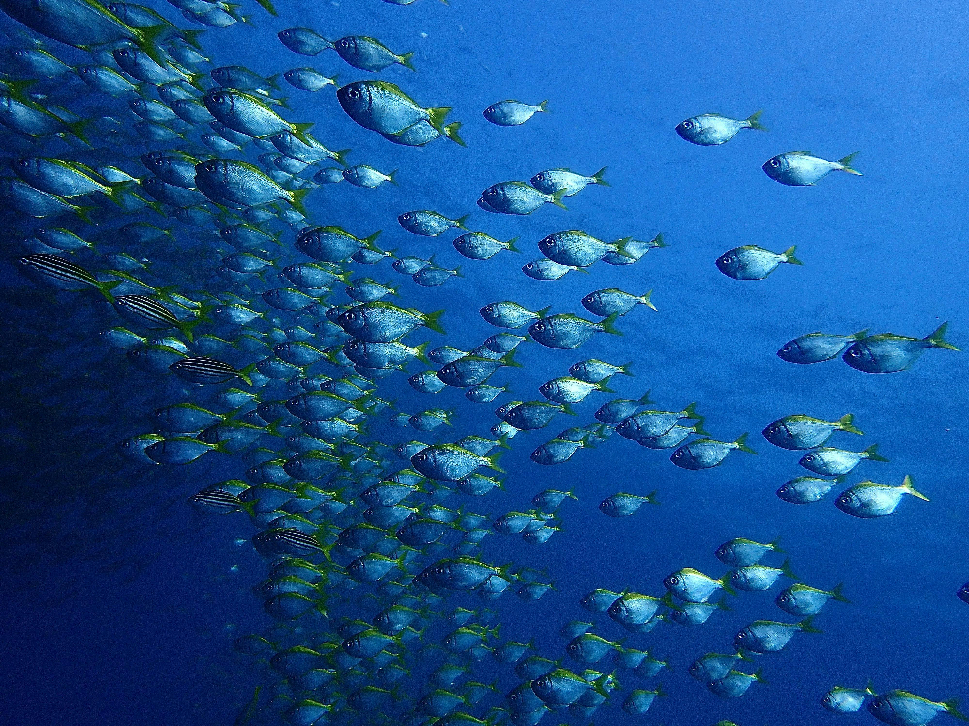 School of Bullseye fish in blue water