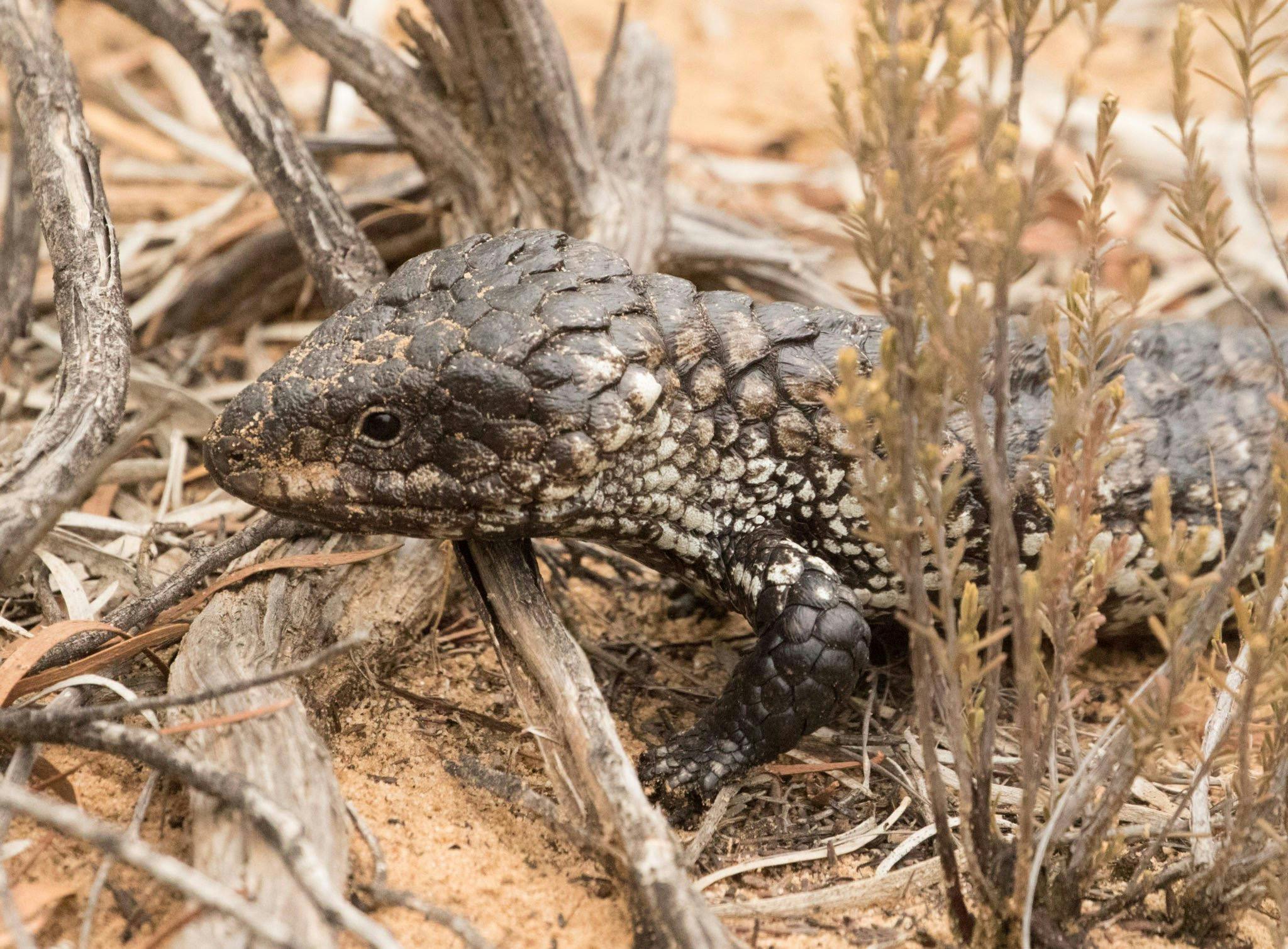 Shingleback lizard