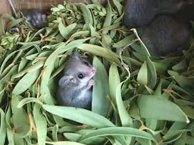 western pygmy possum