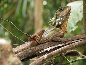 Unforgettable wildlife