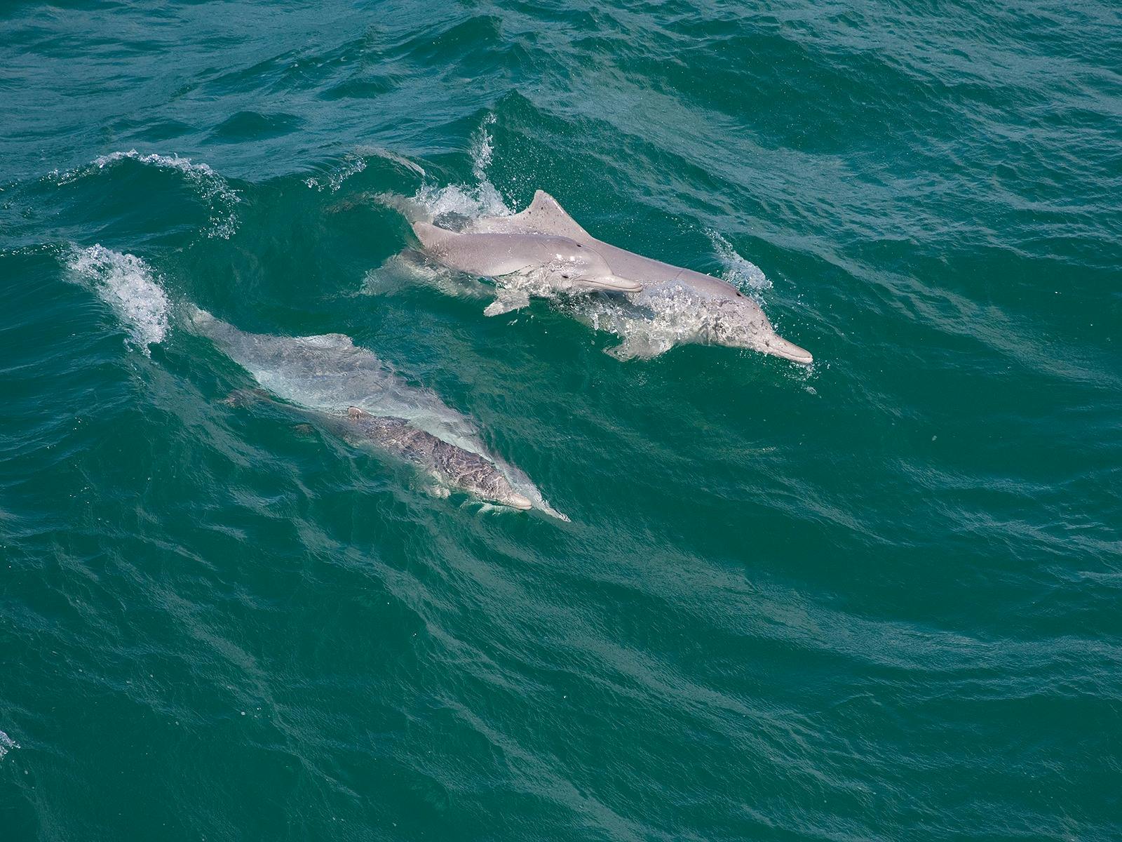 Dolphins at the Gorge Walk