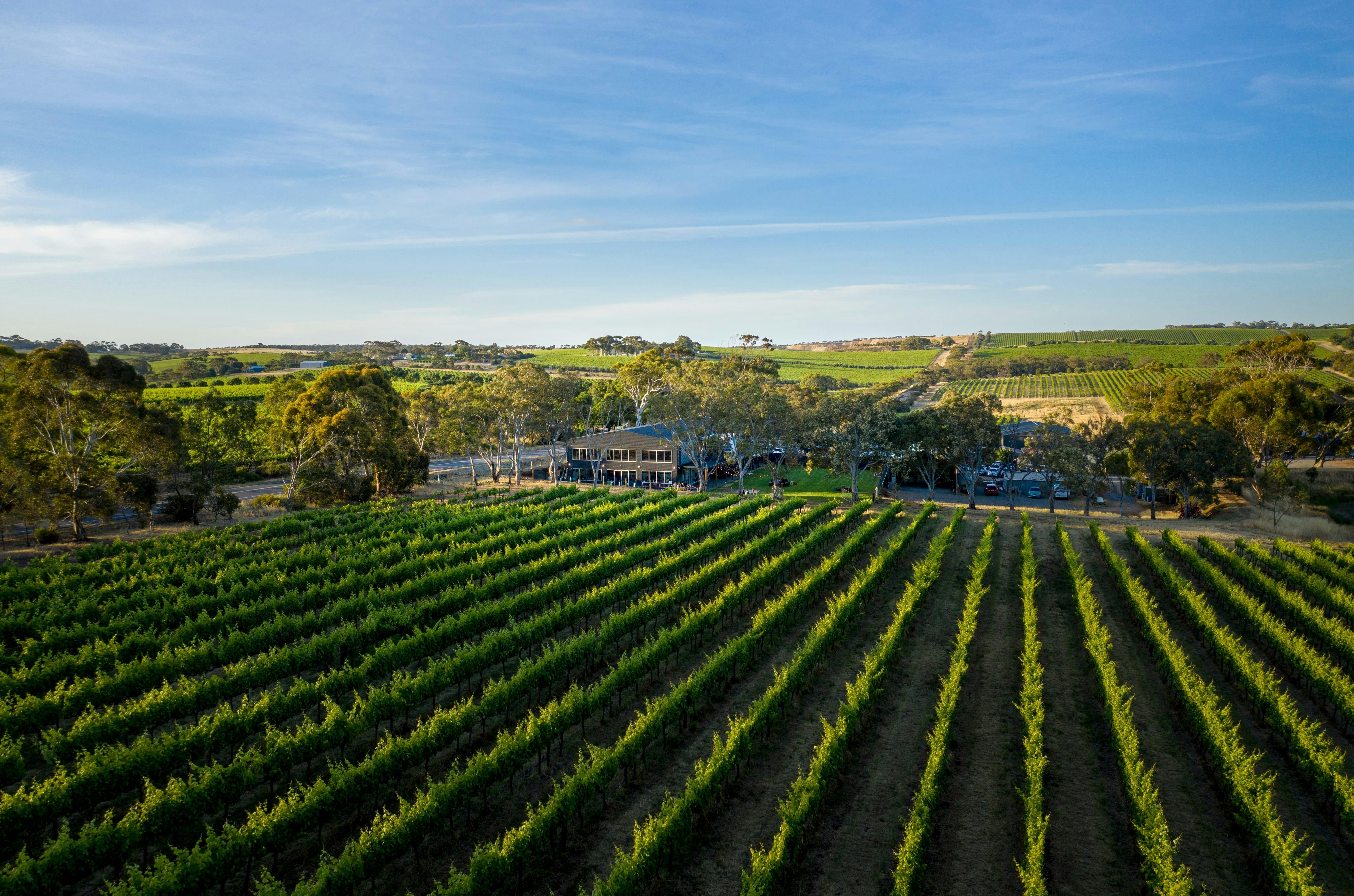 Green vines leading to the Swell Brewing restaurant on the McLaren Vale wine and brew tour