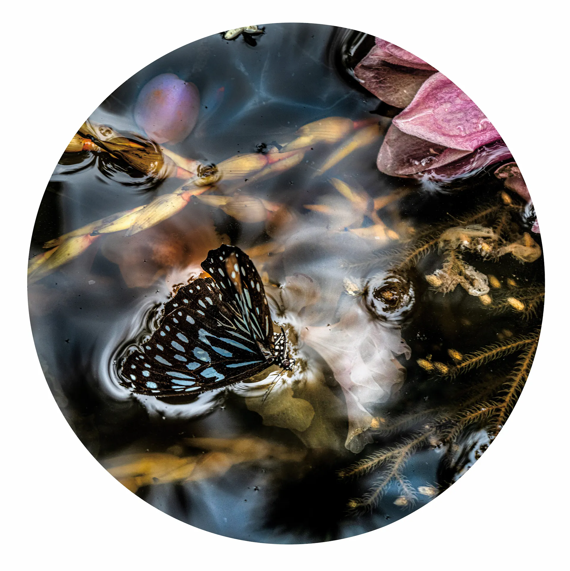 Circular photograph of butterfly on surface of water