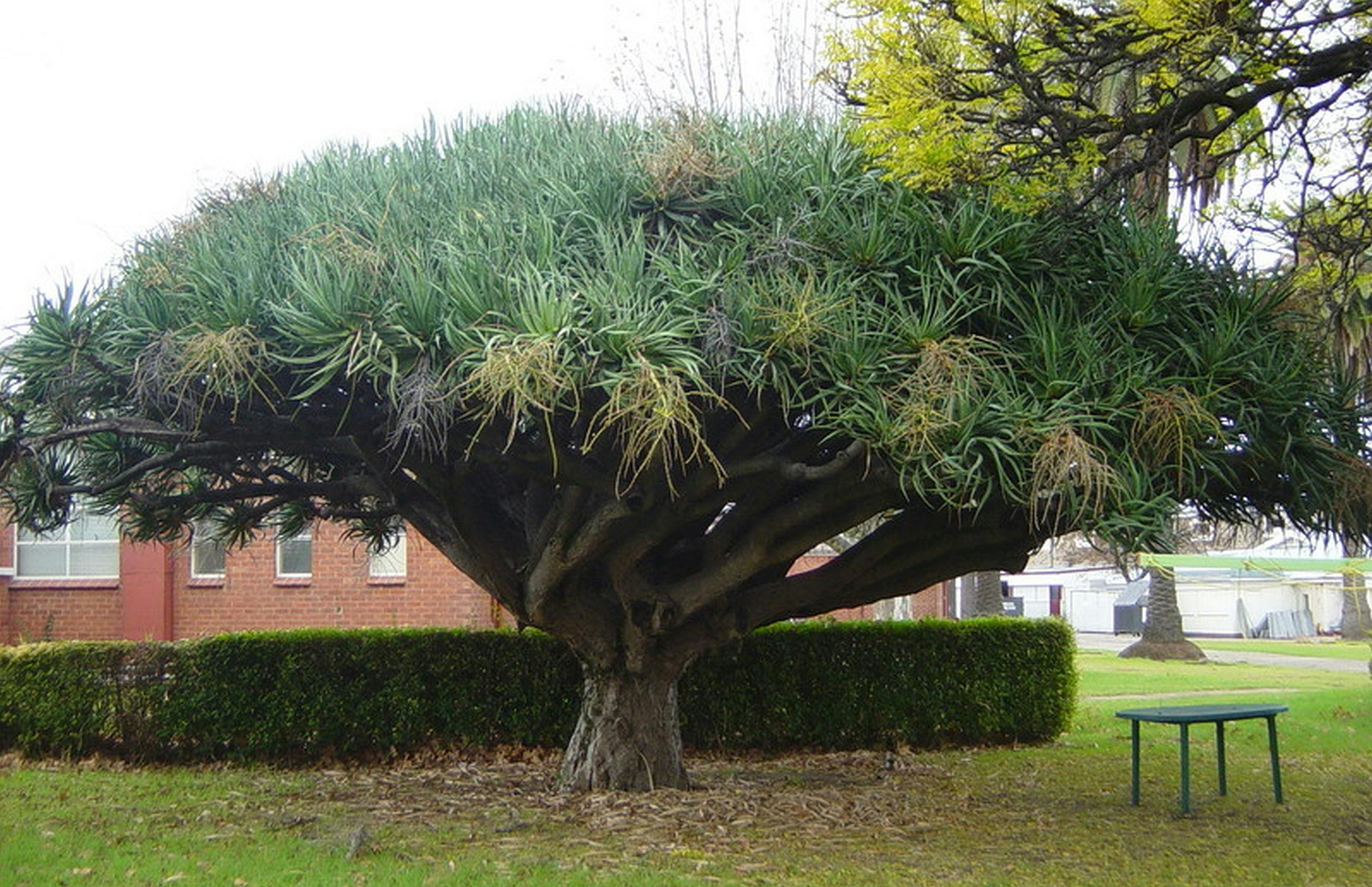 Dragon blood tree