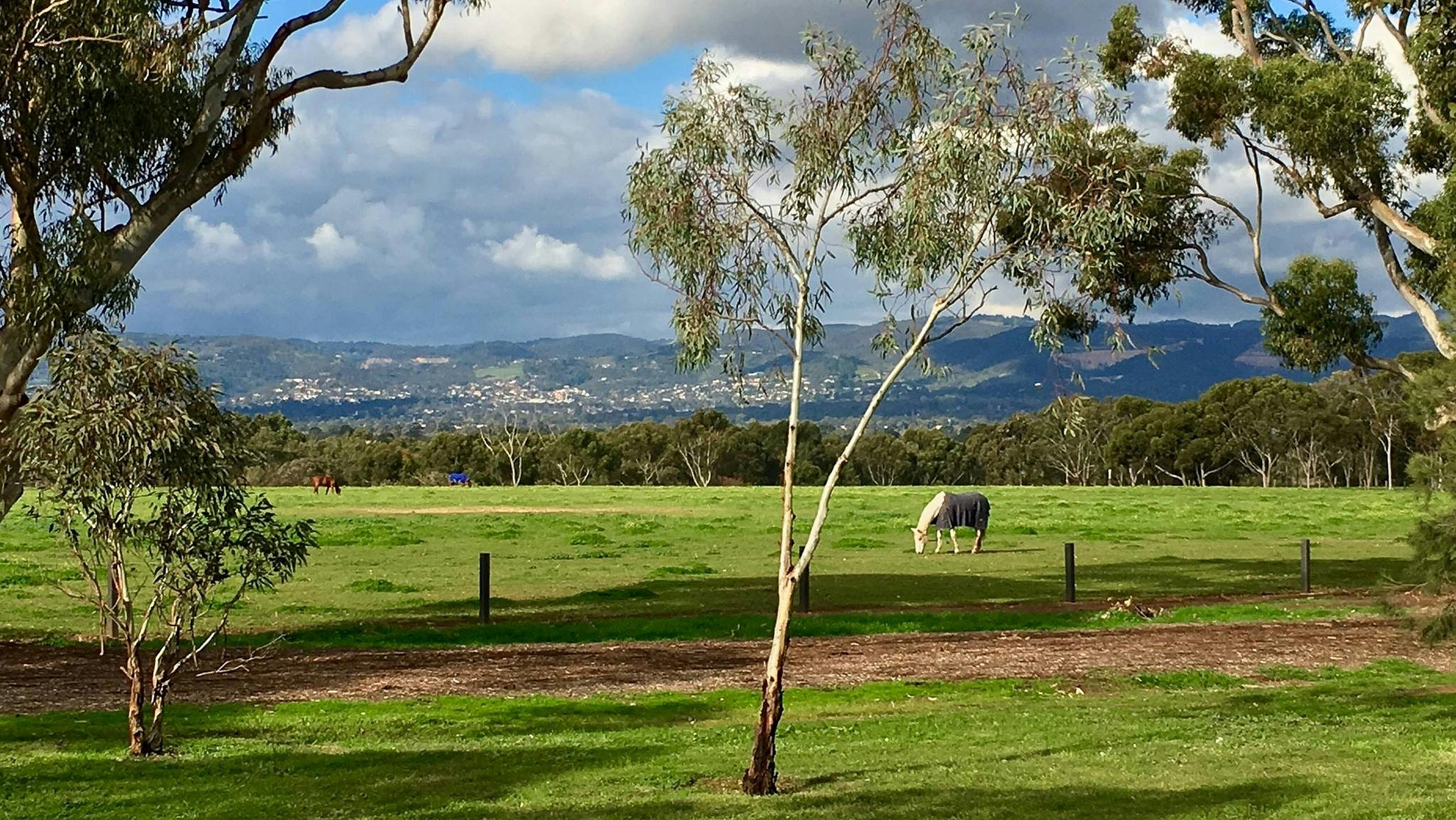 Guided walk through Lefevre Park / Nantu Wama (Park 6)