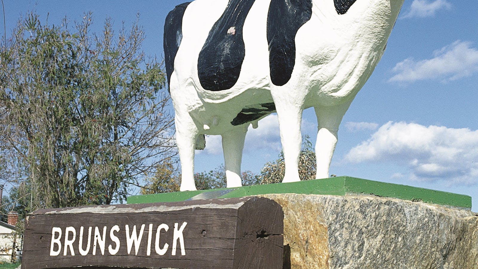Brunswick Cow