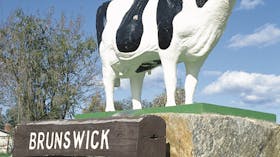 Brunswick Cow
