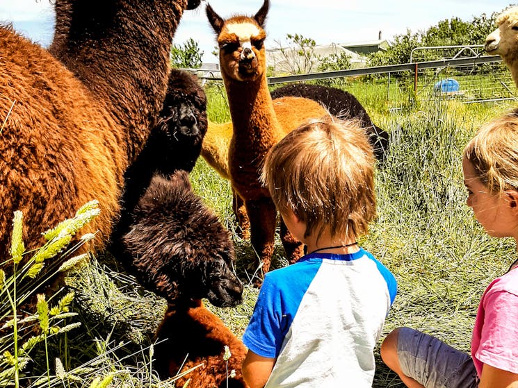 2 Children hand feeding alpacas.