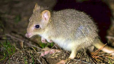 An eastern bettong