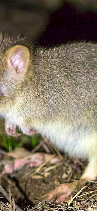 An eastern bettong