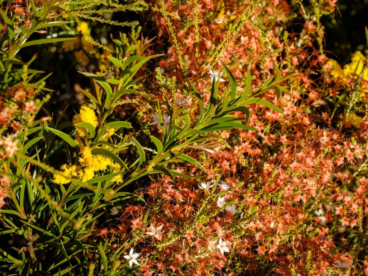 An abundance of wildflowers en route.