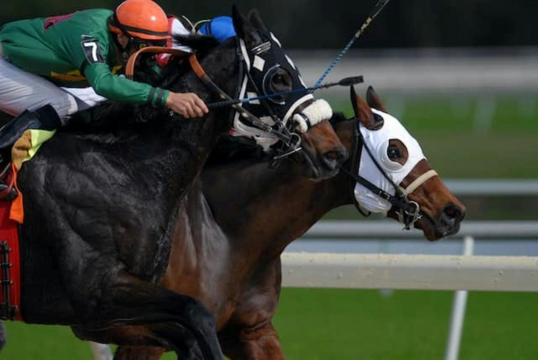 Image of Horse and Rider