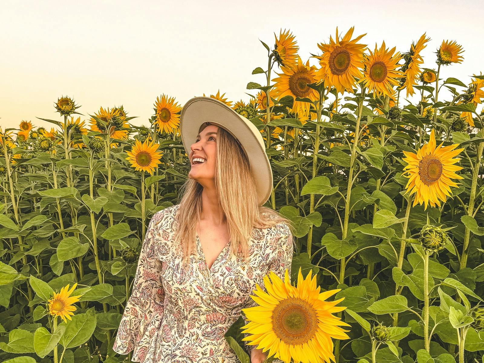 Atkins Farm Sunflowers 2024