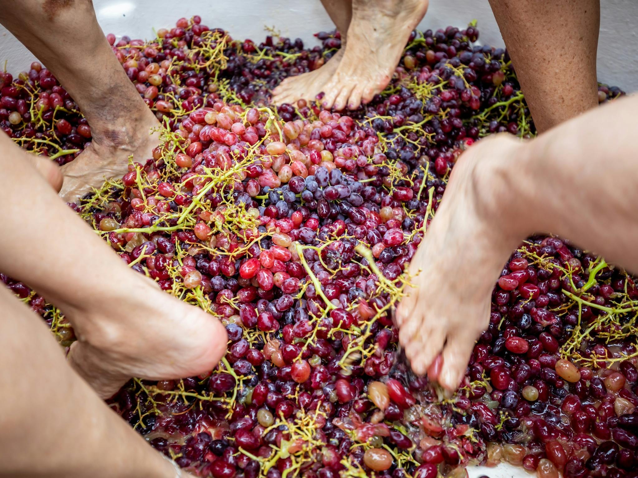 Grape Crushing at Stanthorpe Apple and Grape Harvest Festival