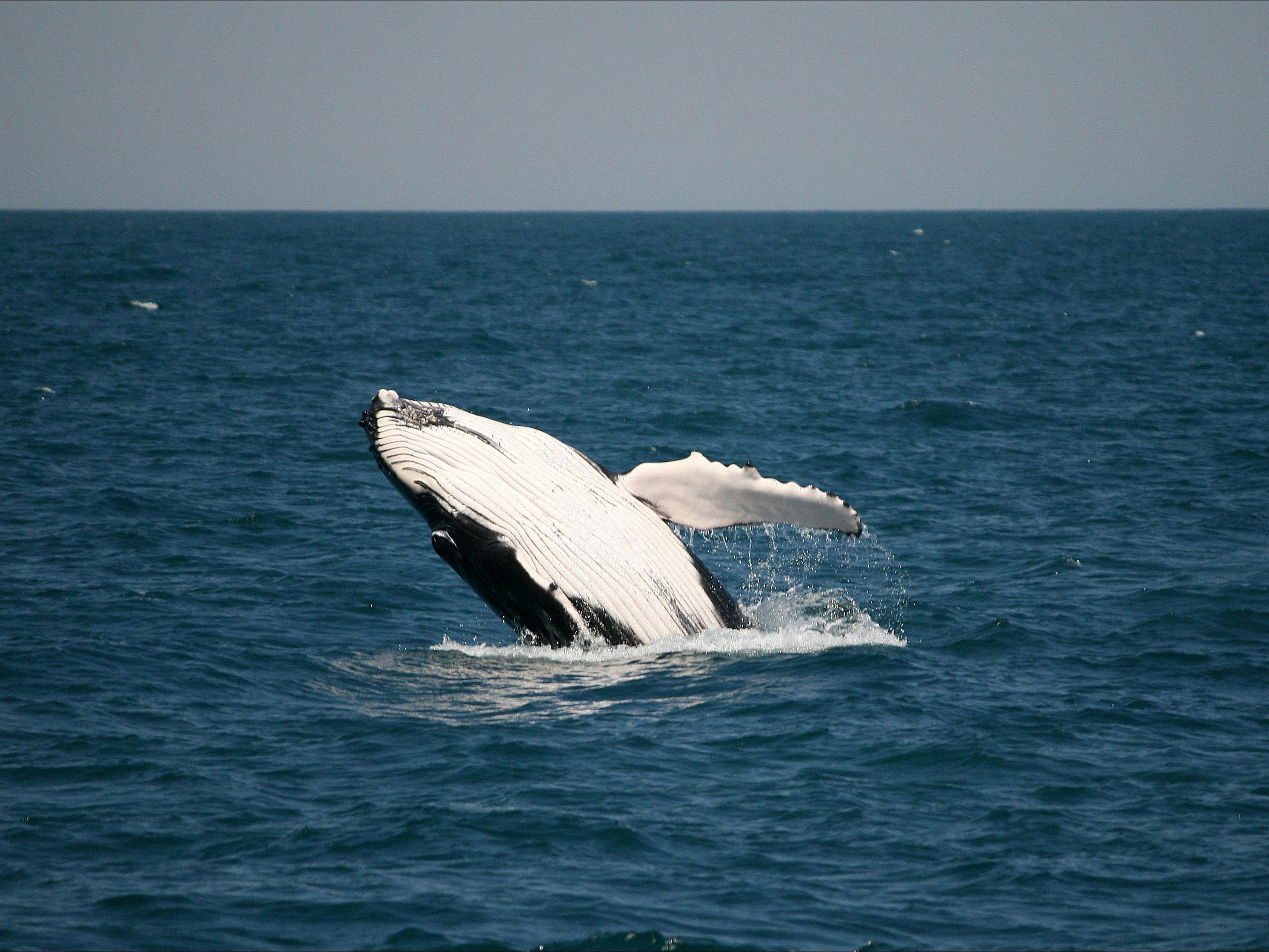 Ocean Eco Adventures, Exmouth, Western Australia