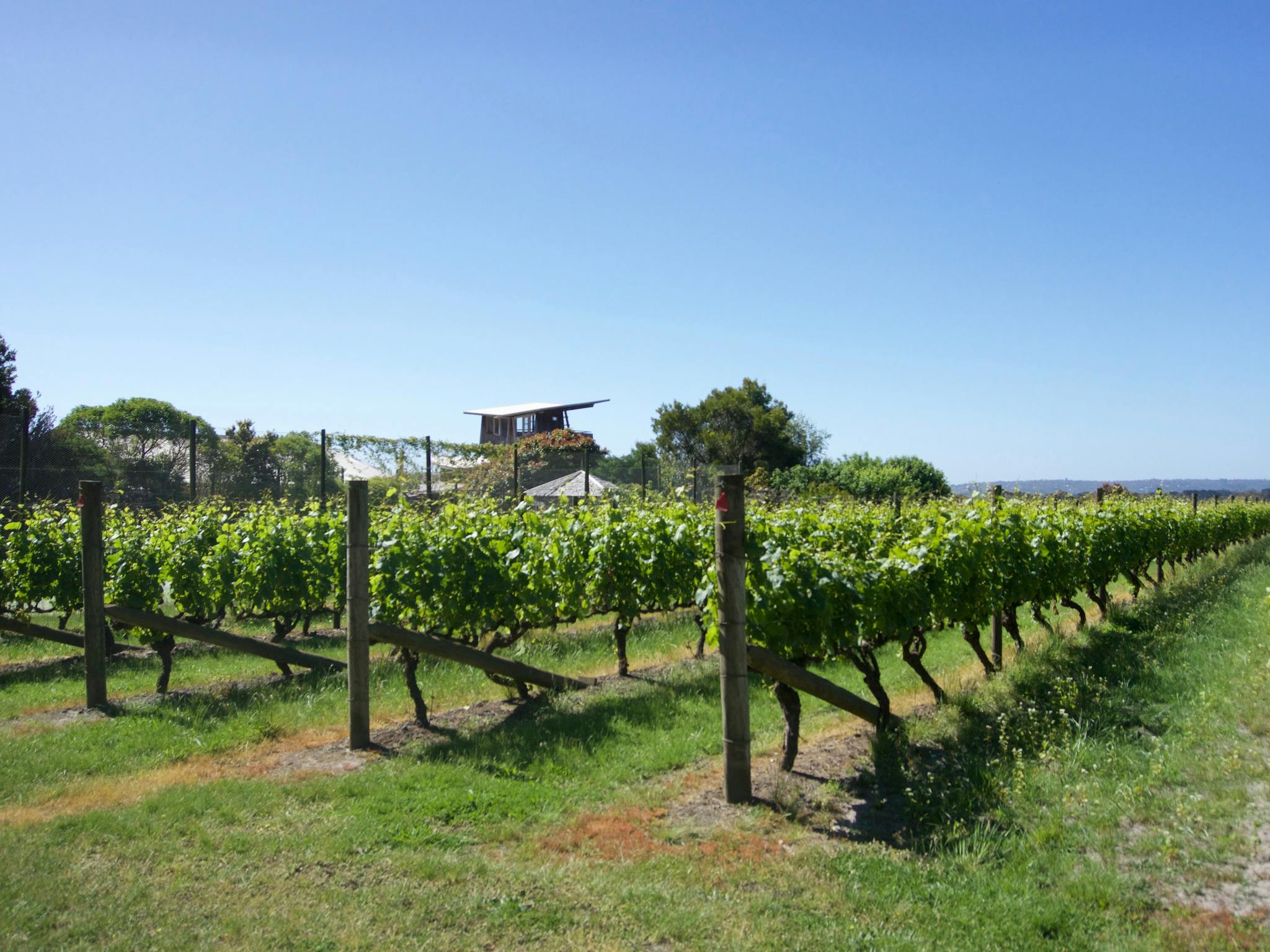 Vines at Moorooduc