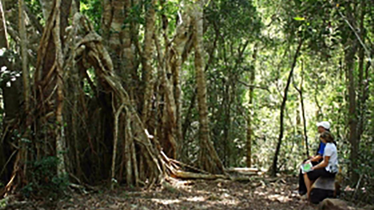 Two people sitting on a bench in front of a big fig tree surrounded by the tropical trees