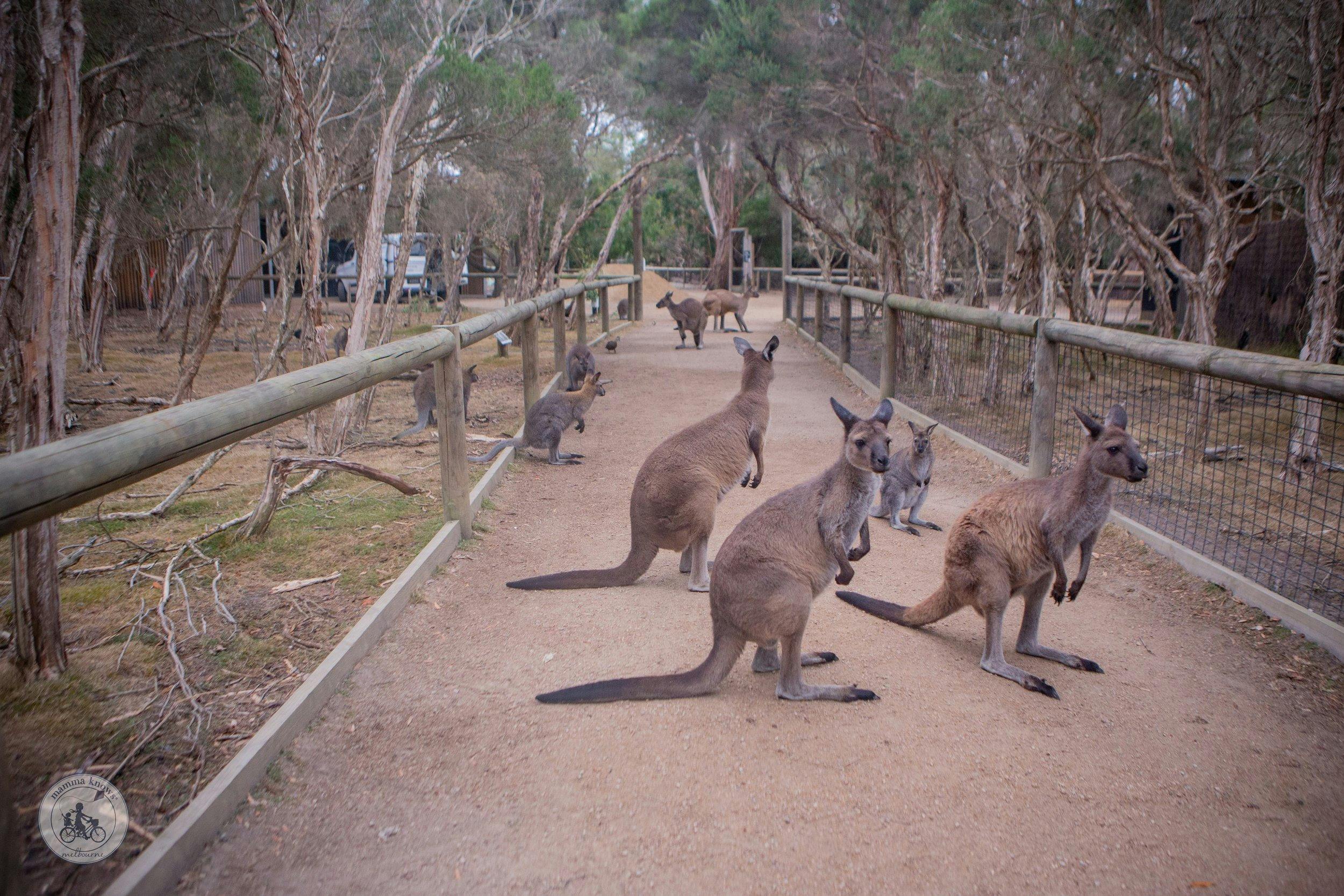 Kangarus at moonlit