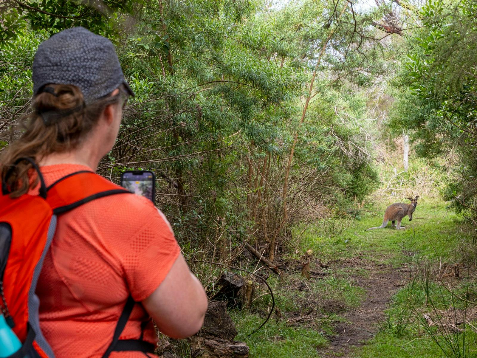 Person photographing a wallaby with an iPhone on a walking trail.