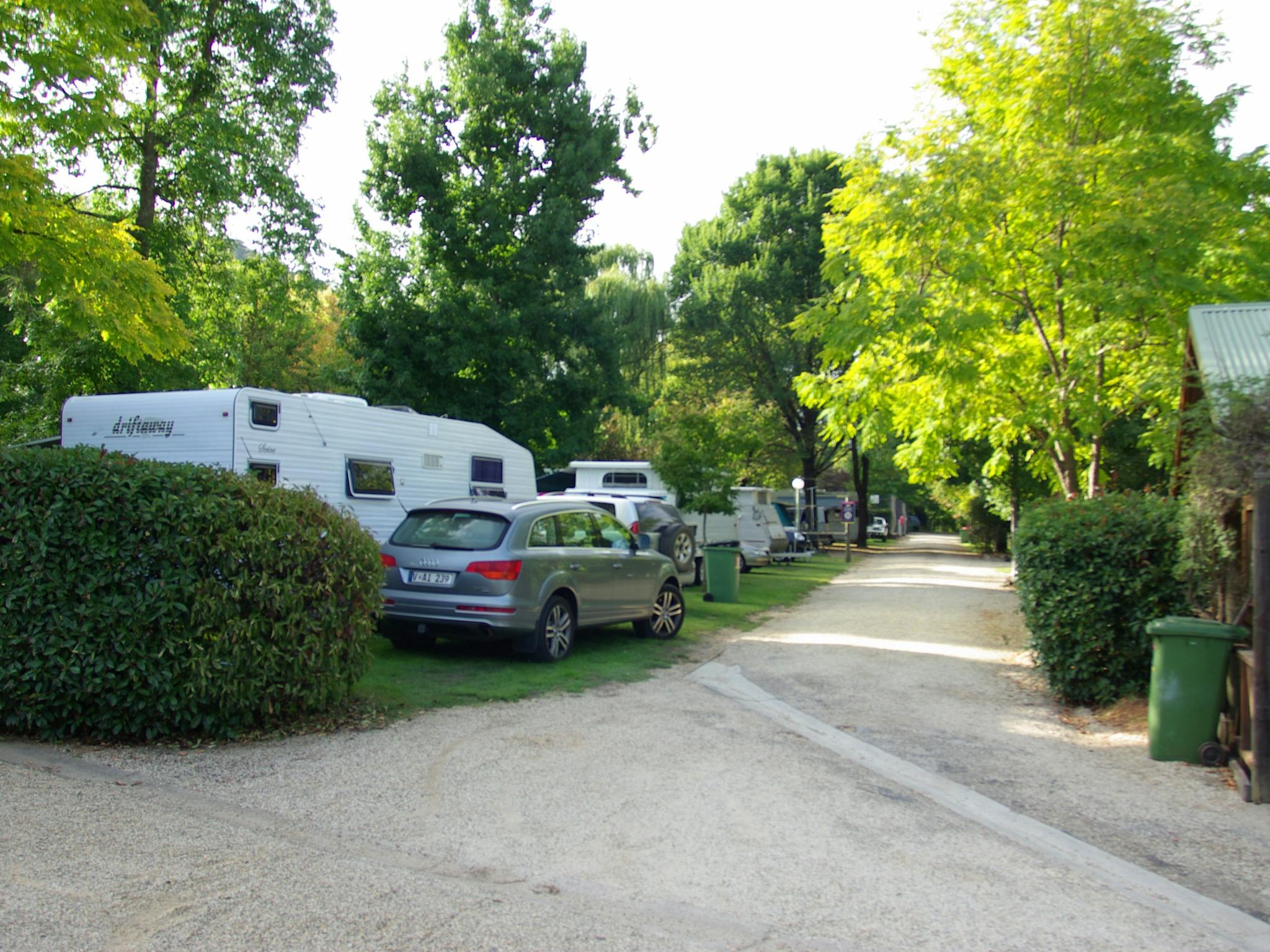 Enjoy the shade of big trees