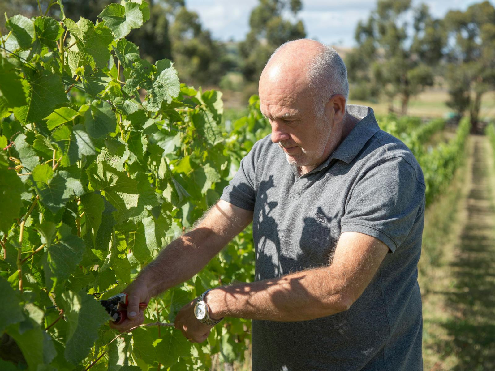 Vineyard Life