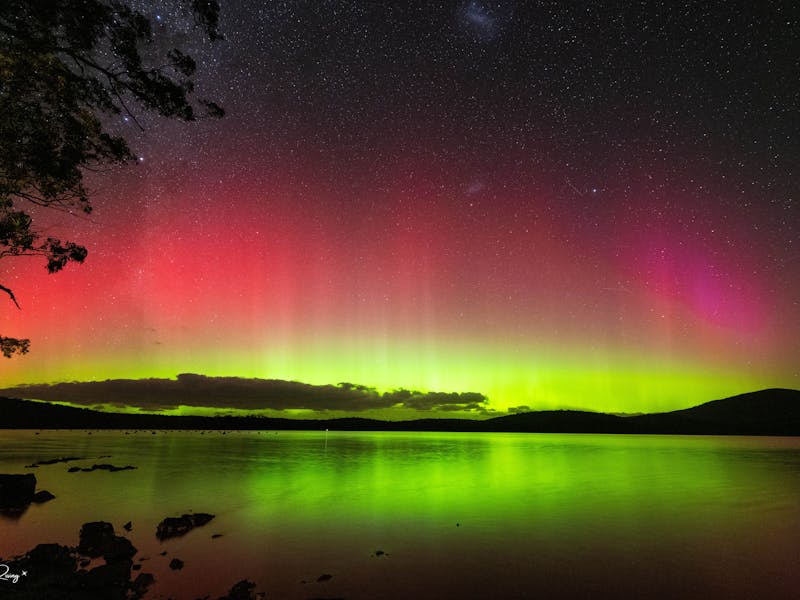 Aurora Tall Trees